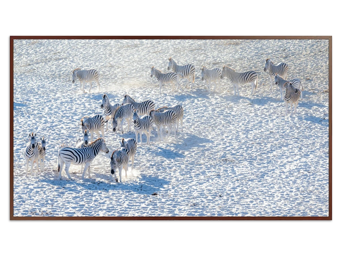 Zebra herd on white sand - Free art for Frame TV