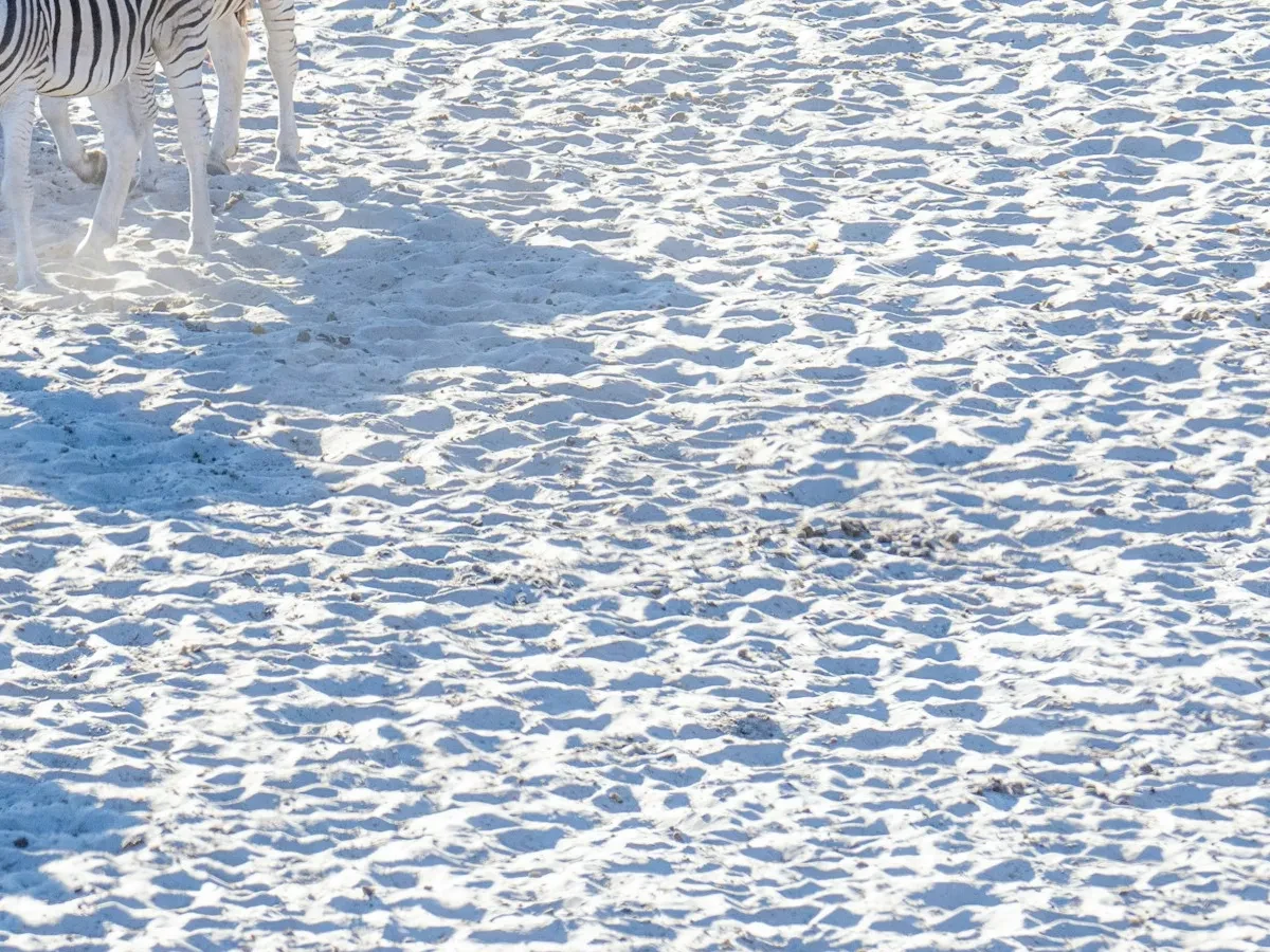 Zebra herd on white sand - Ideal for Canvas TV - Enhance your decor with free art