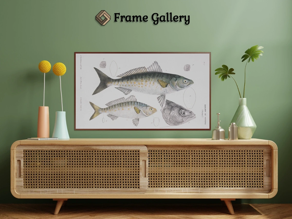 Western Australia Salmon for 4K TV - High-resolution artwork available