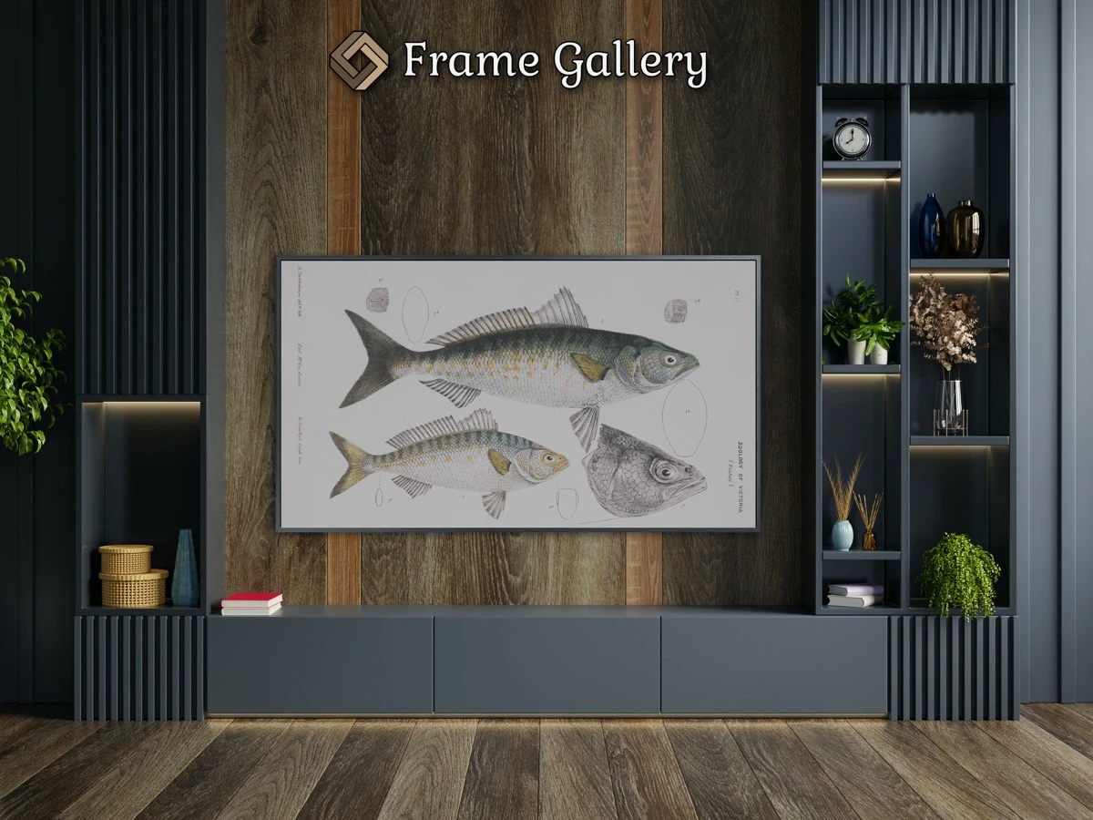 Western Australia Salmon - Downloadable 4K TV Art