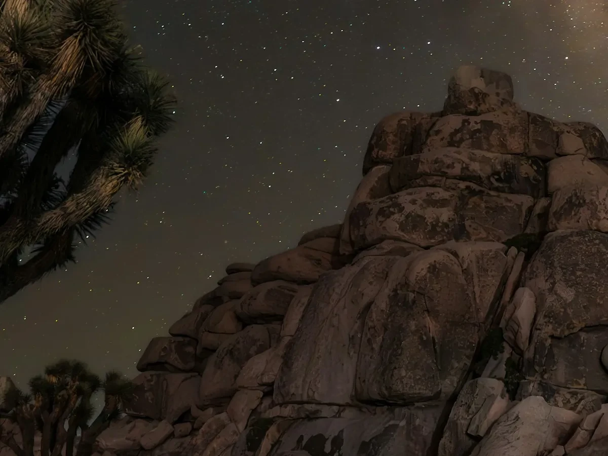 Joshua Tree Night Sky with Stars - Ideal for Canvas TV - Enhance your decor with free art